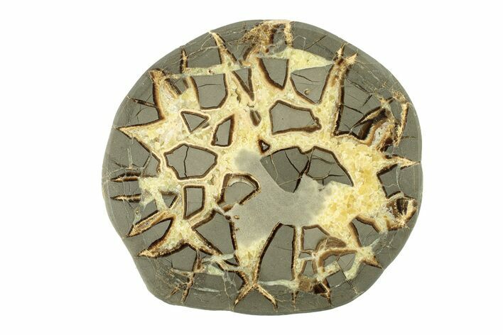 Polished Septarian Slab - Utah #264569